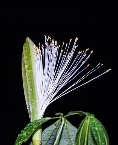 螢火蟲代表數字 巴西铁树开花寓意